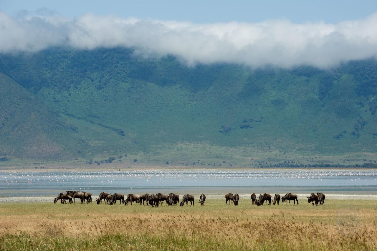 Ngorongoro Serena Safari Lodge Exteriör bild