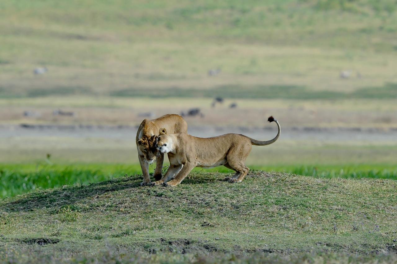 Ngorongoro Serena Safari Lodge Exteriör bild